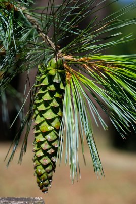 Pinus ayacahuite - borovice mexická - šiška